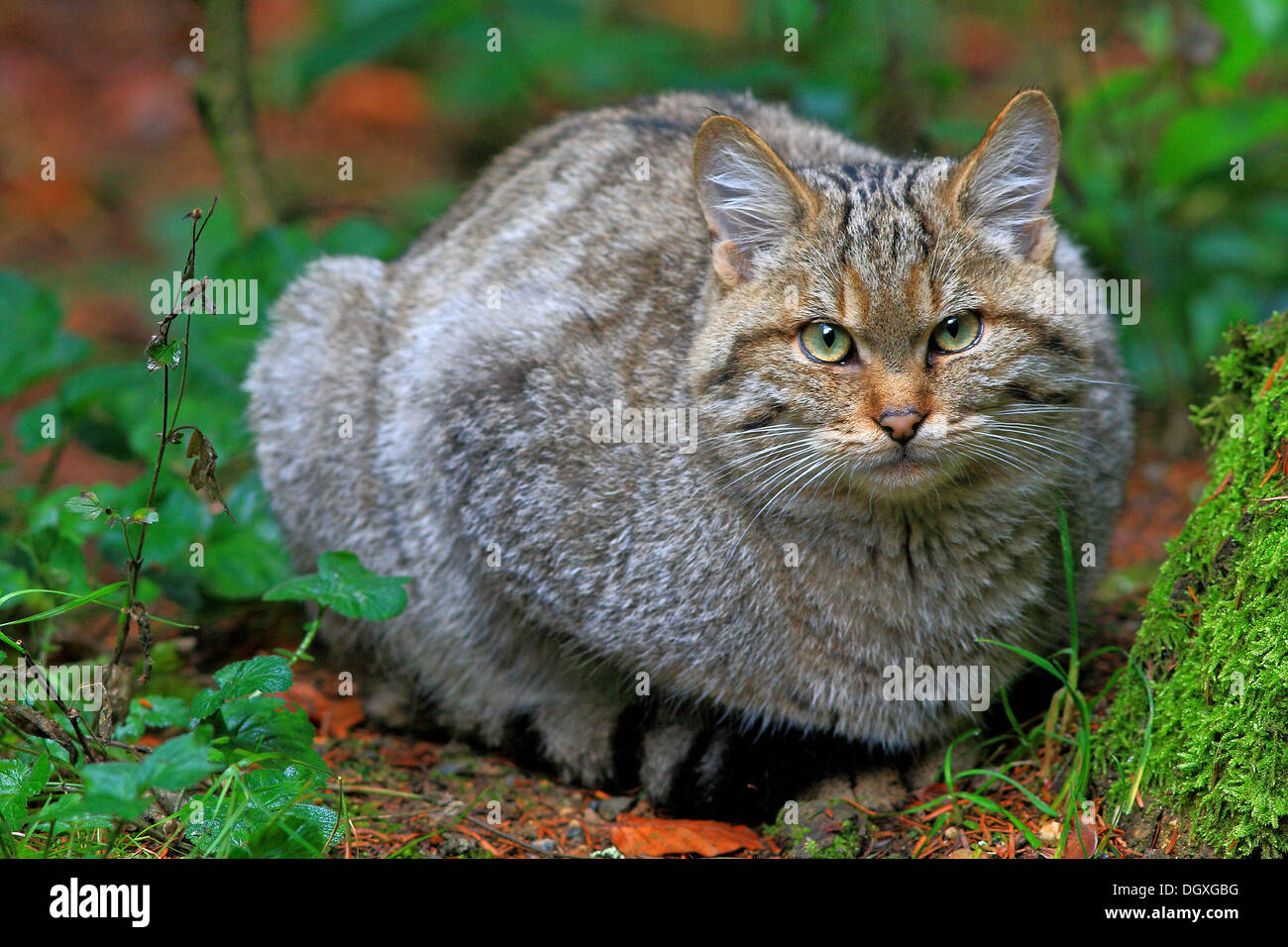 Unser stolzer Kater Ludwig